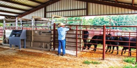 Maximize Ranch Profits with Tips for Using Livestock Scales Image